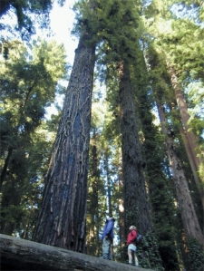 Redwoods rule the forest.